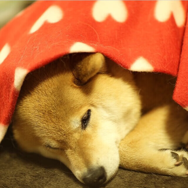 爱游戏体育入口-中国男篮注重突分结合丰富进攻手段,中国男篮战术分析