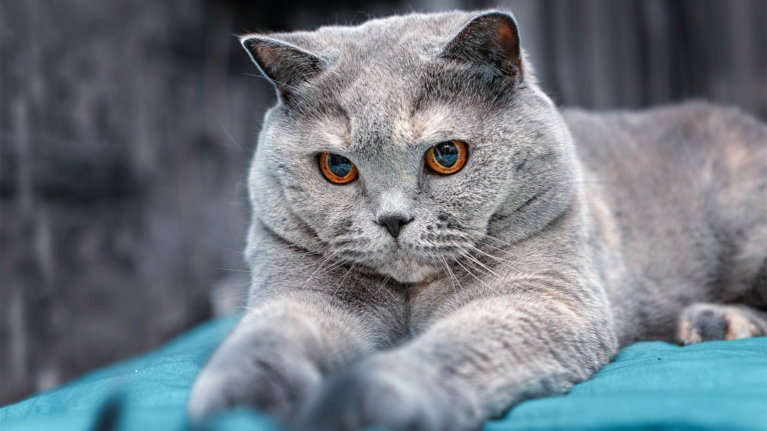 爱游戏app安装-快速过渡打击退防未稳阶段