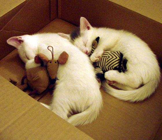 爱游戏体育在线-新加坡队未来目标:通过战术调整成为世界级乒乓强队,乒乓 新加坡