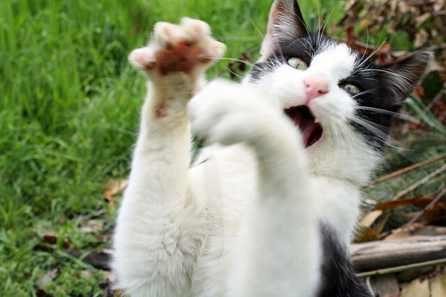 爱游戏app-澳女队新星崛起势头猛，澳女篮联赛直播