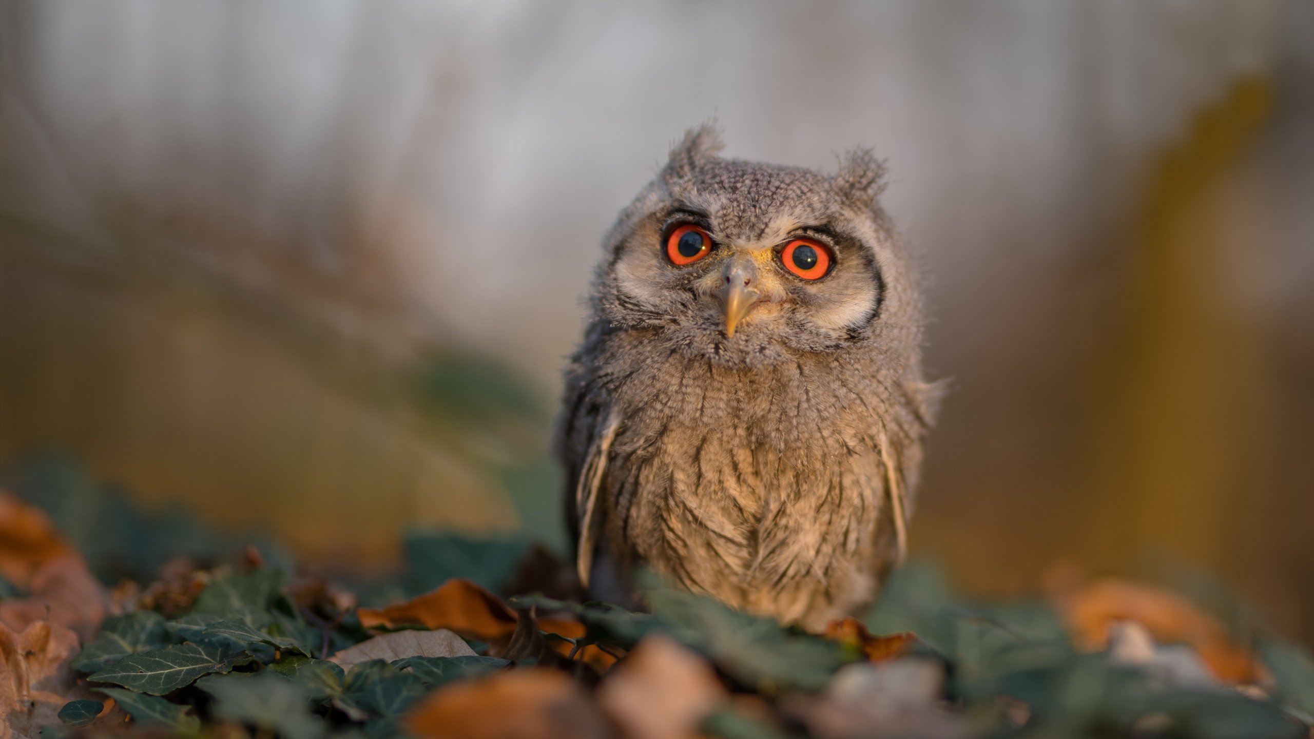 爱游戏平台-中小学生篮球素质测评标准发布引导训练走向科学体系，2020年小学生篮球考核标准