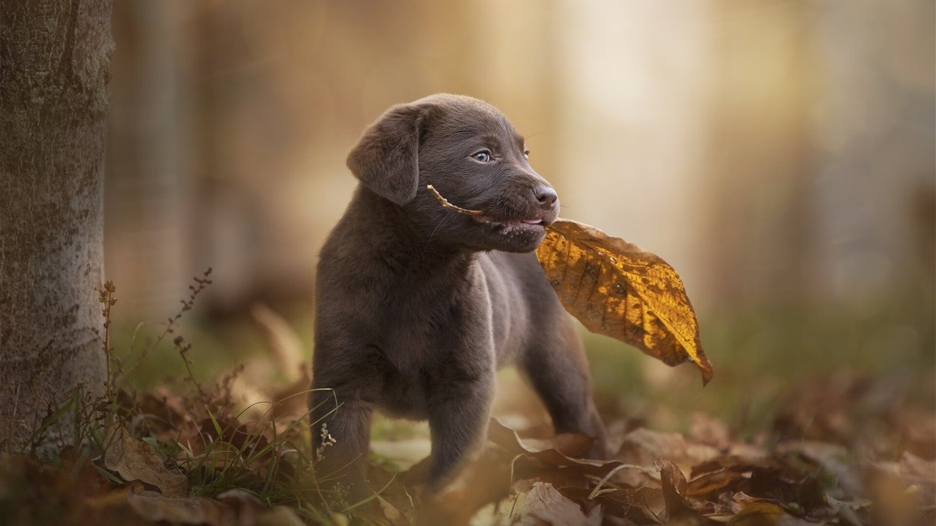 爱游戏app安装-中小学篮球举办校际篮球邀请赛丰富课余生活,小学校园篮球联赛