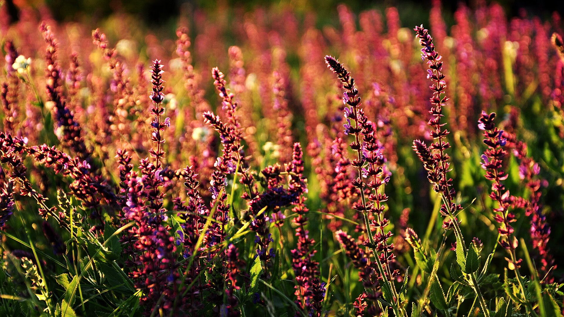 爱游戏app活动-体育品牌赞助赛事加码推动联赛曝光率与商业价值双提升,体育赞助加强品牌知名度的利弊