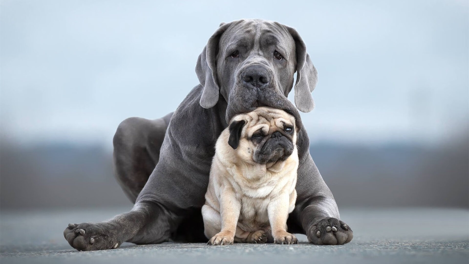 爱游戏app注册-张雨霏携队友全力冲击接力金牌，张雨霏接力赛夺金视频