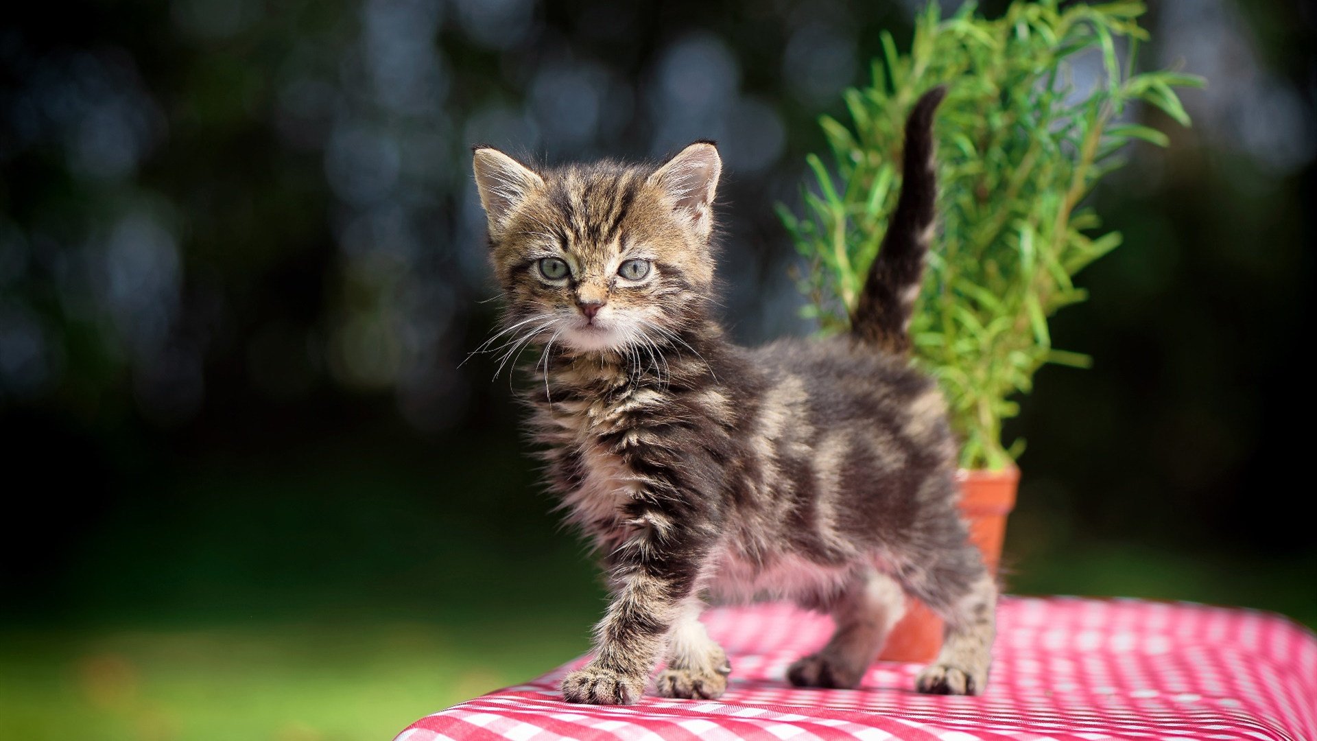 爱游戏官网充值-德甲快速反击：瞬间突破敌防，惊艳全场！，德甲对阵分析