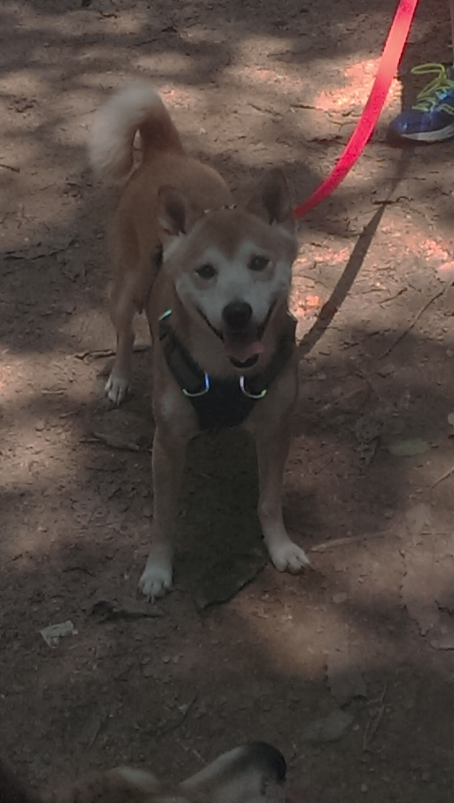 爱游戏app-李娜称希望更多孩子走进球场,歌手李娜的孩子